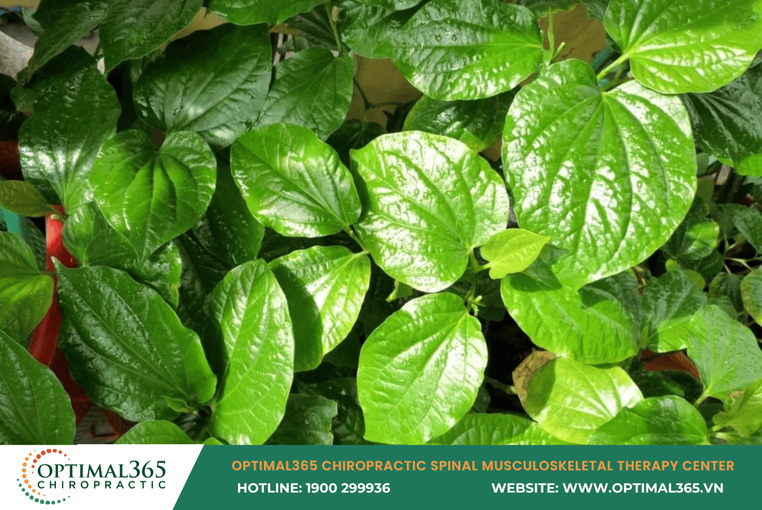 Betel Leaf (Lá lốt) – A Natural “Enemy” of Numbness